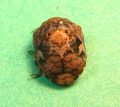 Stethaulax marmorata