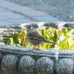 Zonotrichia leucophrys