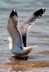 Larus argentatus mongolicus