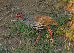 Pternistis afer melanogaster