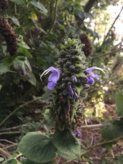 Salvia macrostachya
