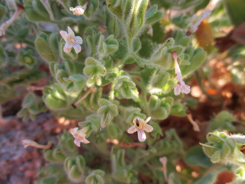 Camptoloma rotundifolium (Camptoloma rotundifolium)