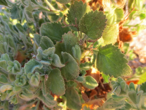 Image of Camptoloma Rotundifolium (Camptoloma rotundifolium) by no rights reserved