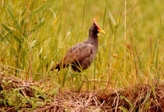 Gallicrex cinerea