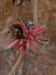 Deuterocohnia brevispicata