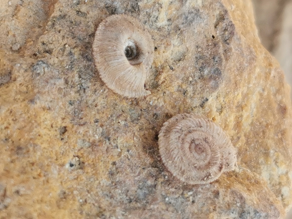 Trochoidea spratti