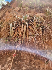 Deuterocohnia brevispicata, photograph (c) Nolan Exe, some rights reserved (CC BY)