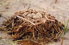 Himantopus himantopus