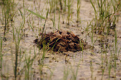 Himantopus himantopus