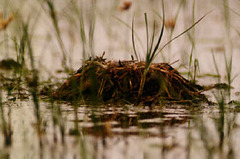 Himantopus himantopus