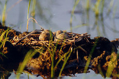 Himantopus himantopus