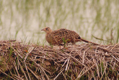 Phasianus colchicus karpowi