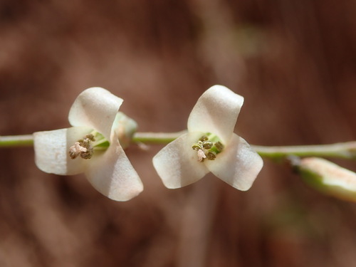 Fosterella penduliflora, photograph 2
