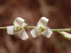 Fosterella penduliflora, photograph (c) Nolan Exe, some rights reserved (CC BY)