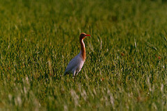 Bubulcus ibis coromandus