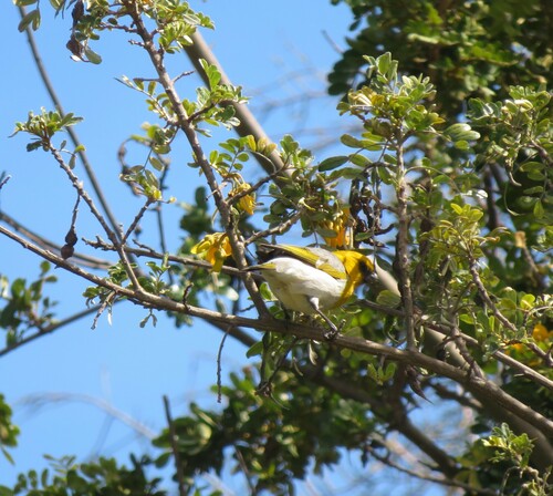 Loxioides bailleui observed 2023-03-18