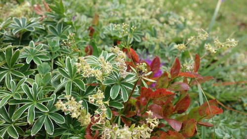 Alchemilla nitida, photograph 6