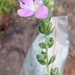 Barleria soutpansbergensis - Photo (c) Ntsakisi Masia, some rights reserved (CC BY-NC), uploaded by Ntsakisi Masia