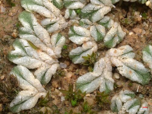 Riccia crustata