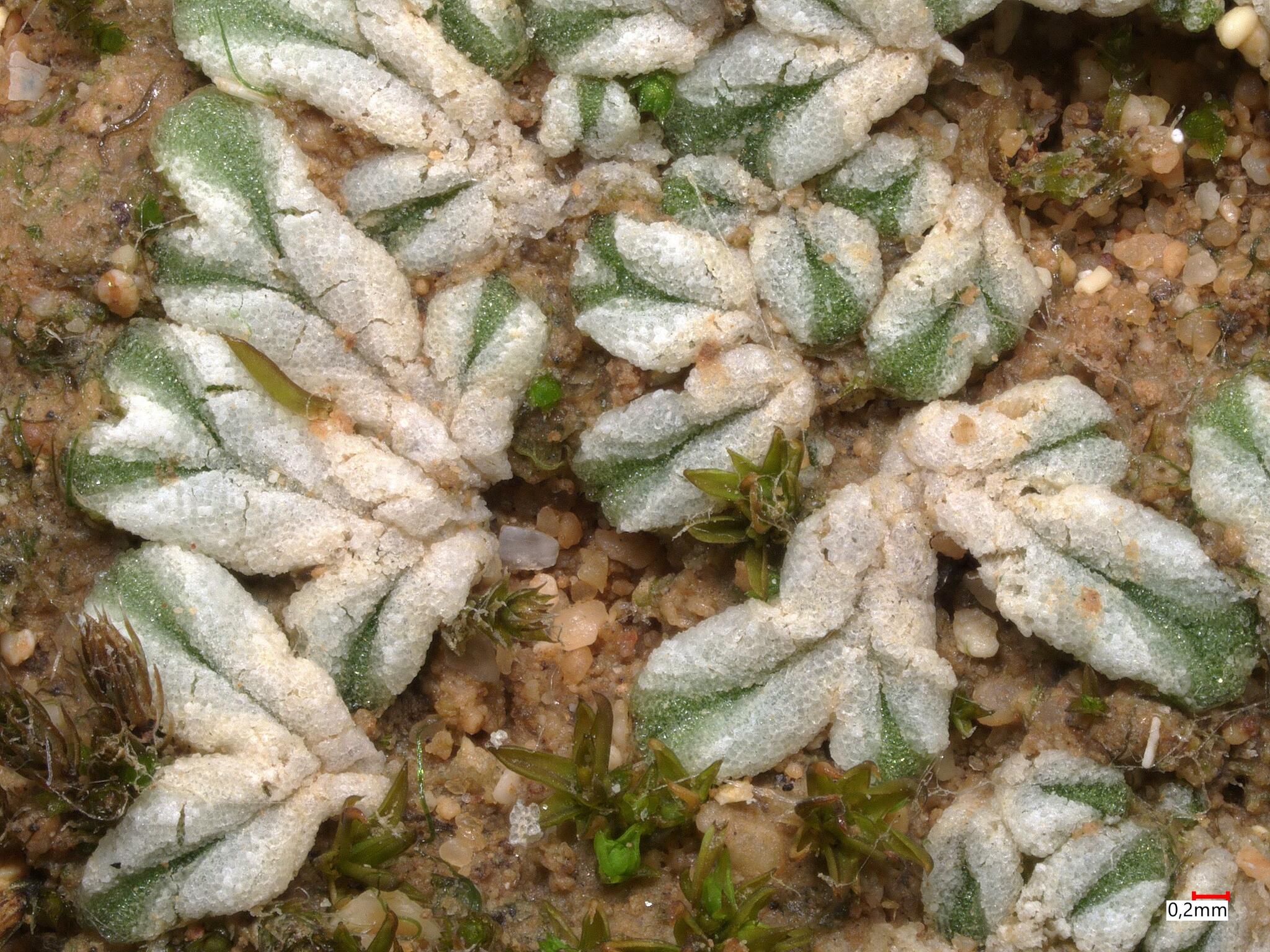 Riccia crustata