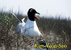 Saundersilarus saundersi