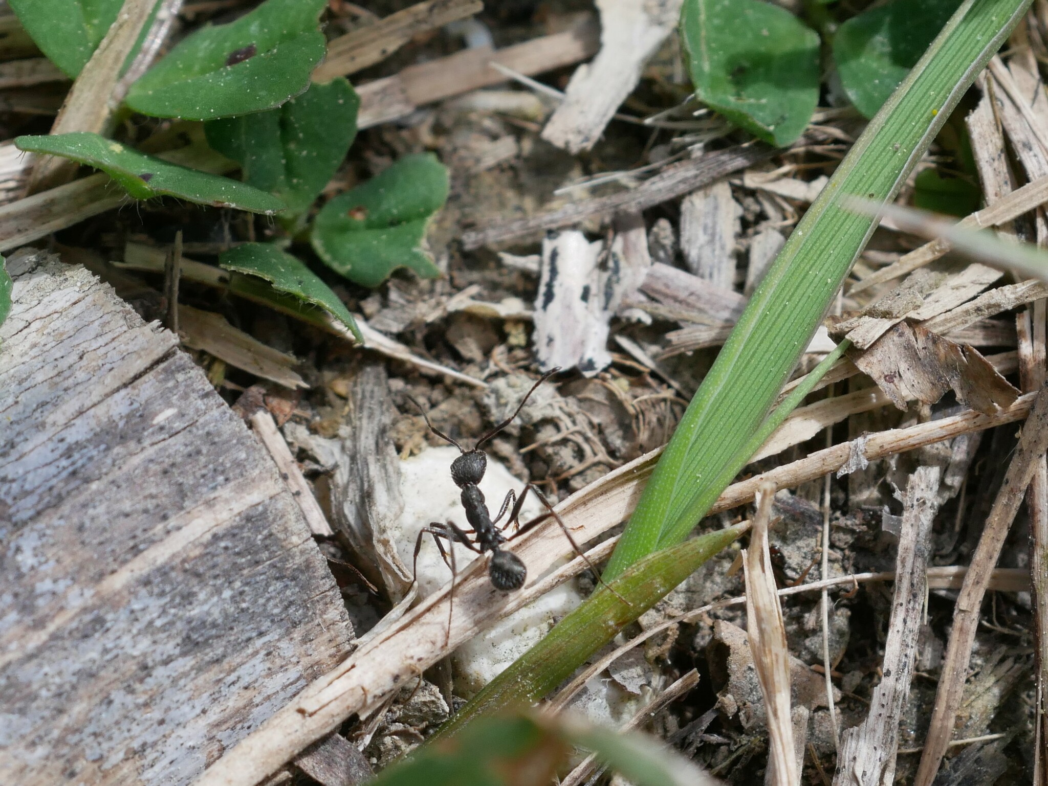 Aphaenogaster picena
