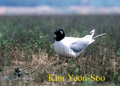 Saundersilarus saundersi