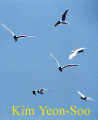 Saundersilarus saundersi