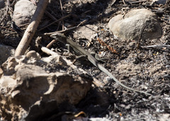 Pholidoscelis chrysolaemus