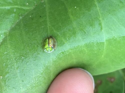 Green Tortoise Beetle photo 4