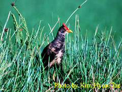 Gallicrex cinerea