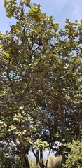 Quercus crassifolia