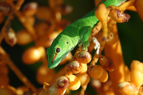 Madagascar Giant Day Gecko