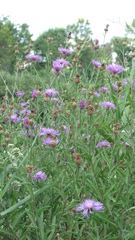 Centaurea stoebe australis