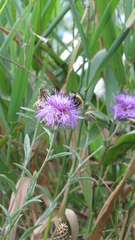 Centaurea stoebe australis