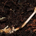 Ophiocordyceps glaziovii - Photo (c) Felipe Bittencourt,  זכויות יוצרים חלקיות (CC BY-NC-SA), הועלה על ידי Felipe Bittencourt