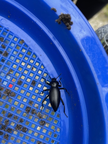 iNaturalist observation photo of Dentate Stink Beetle