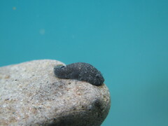 Stippled Clingfish photo 4