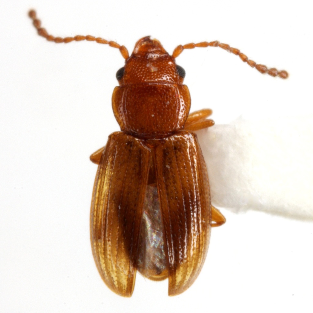 Charaphloeus adustus