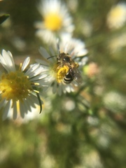 Andrena canadensis
