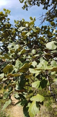 Quercus crassifolia