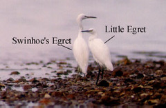 Egretta eulophotes