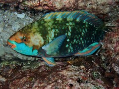 Sicklefin Parrotfish photo 3
