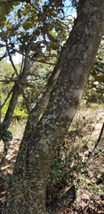 Quercus crassifolia