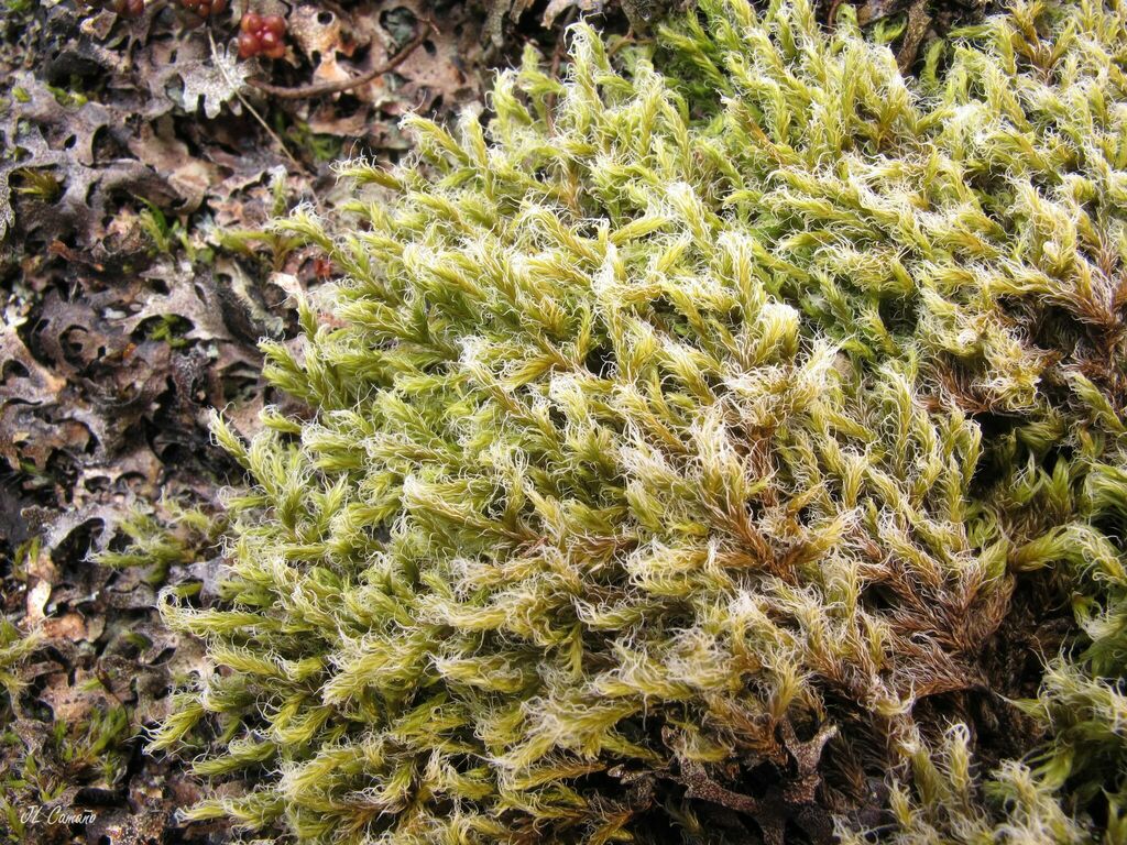 Woolly Fringe-moss from Pontevedra, España on March 12, 2023 at 12:00 ...
