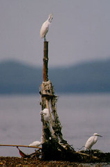 Egretta eulophotes