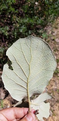 Quercus crassifolia