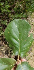 Quercus crassifolia