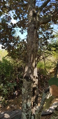 Quercus crassifolia