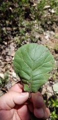 Quercus crassifolia